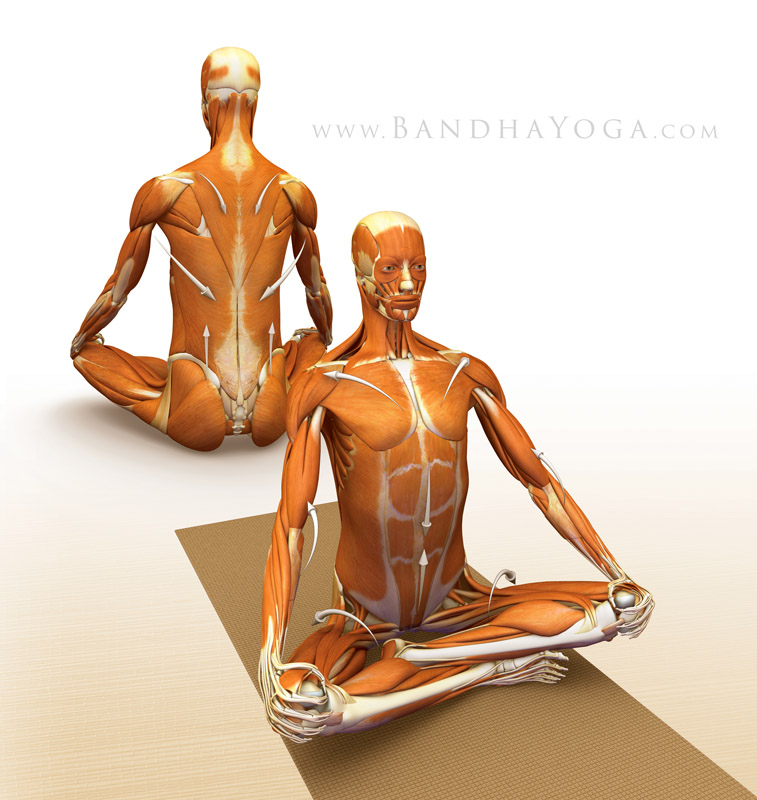 <strong>Simple Crossed Legs</strong> - This image is from <em>Anatomy for Hip Openers and Forward Bends</em> in the <em>Yoga Mat Companion</em> book series.